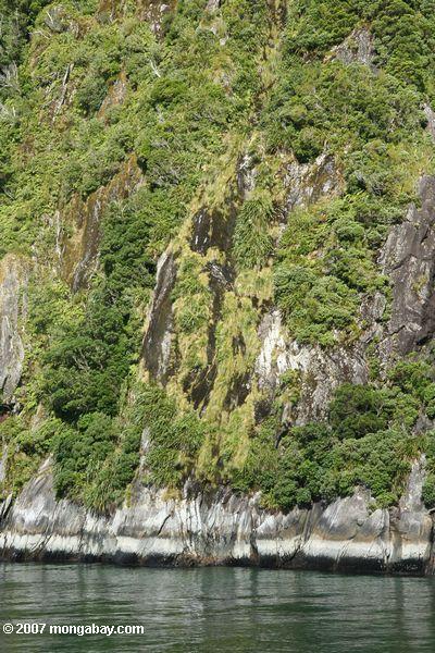 Rock wall in Milford Sound