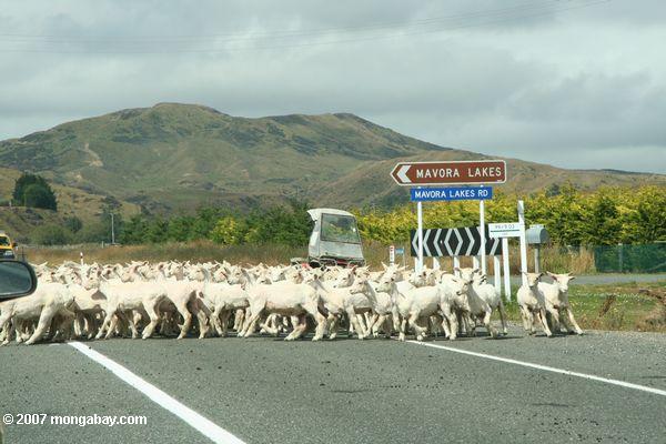 Sheep crossing near Mavora Lakes