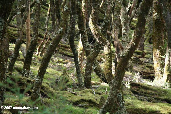 Forest at Cradle Mountain
