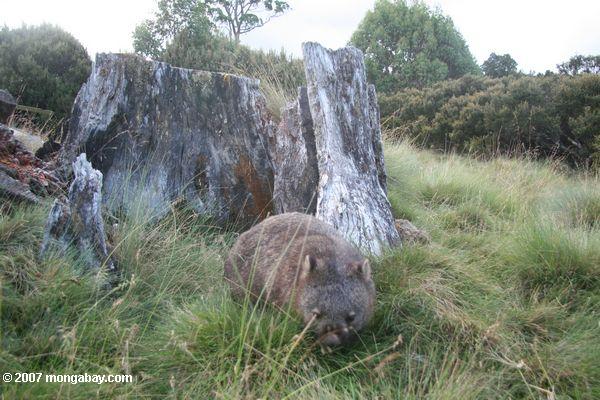 Tasmanian wombat