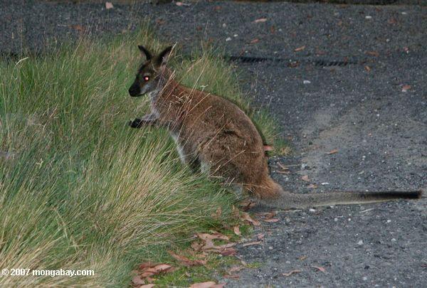 Wallaby on Cradle mountain
