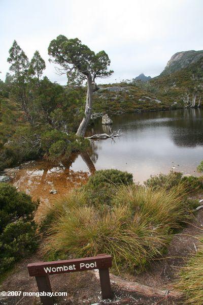 Wombat Pool in Cradle mountain, Tasmania
