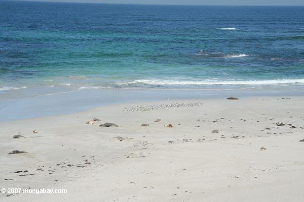 Birds on the beach at Seal Bay Conservation Park on Kangaroo Island