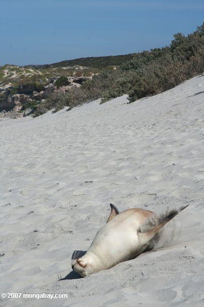 Australian Sea Lion rolling on the sand on the beach at Seal Bay Conservation Park on Kangaroo Island
