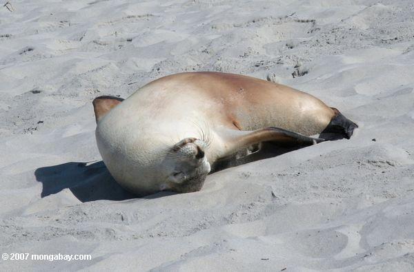 Australian Sea Lion lying on its back in the sand at Seal Bay Conservation Park on Kangaroo Island
