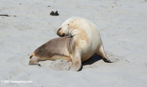 Australian Sea Lions stretching on the beach at Seal Bay Conservation Park on Kangaroo Island