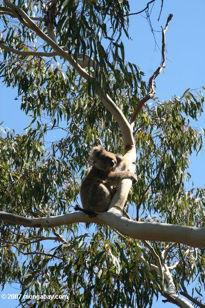 Koala in a eucalyptus tree