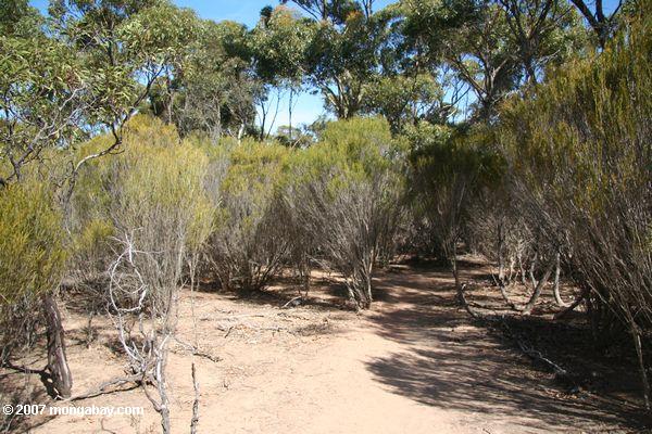 Bush forest on Kangaroo Island