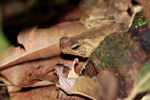 Leaf toad (Bufo species?)