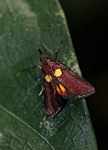 Rust-colored moth with yellow and red markings and a black fringe