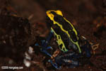 Yellow and blue poison arrow frog
