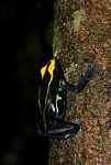 Yellow and blue poison arrow frog climbing a tree trunk
