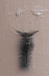 Black caterpillar with red head markings