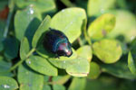 Colorful metallic beetle