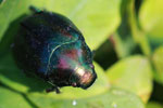 Colorful metallic beetle
