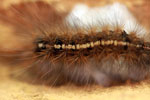 Caterpillar with a yellow stripe, black body, and rust-colored spines