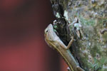 Garden fence lizard (Calotes versicolor)
