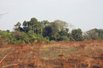 Managed grassland and forest in Khao Yai