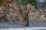 Common barking deer (Muntiacus muntjak)