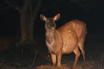 Sambar deer (Cervus unicolor) at night