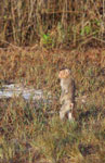 Macaque standing on its legs