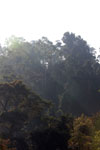 Sun beams in Khao Yai rainforest