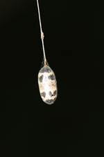 Black-and-yellow butterfly chrysalis