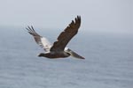Pelican in flight over Big Sur