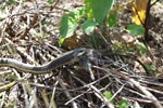 Garter snake (Thamnophis atratus) eating a rat in Big Sur