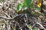 Garter snake (Thamnophis atratus) eating a rat in Big Sur