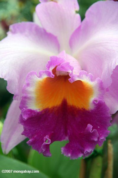 Purple, pink, and orange-yellow orchid blossom