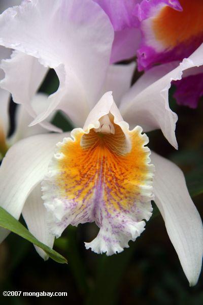 White, yellow, and lavendar orchid blossom