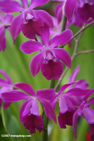 Magenta-purple orchid blossoms