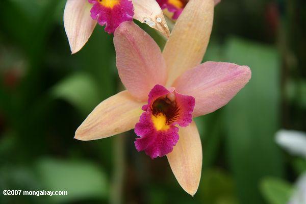 Apricot, magenta, and yellow orchid blossom