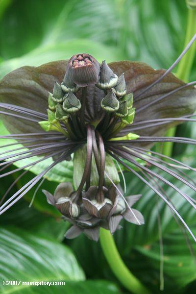 Bat flower, Tacca chantrieri