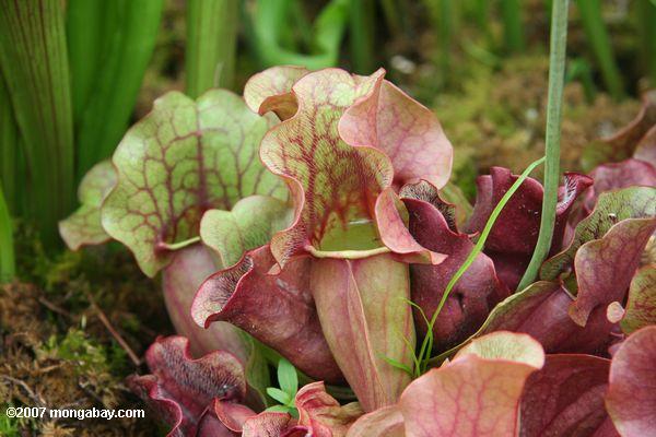 Pitcher plant (Sarracenia sp.) from the eastern United States