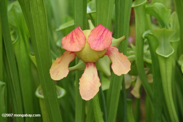 Blossom of a Sarracenia pitcher plant