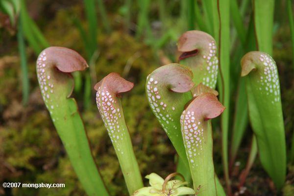 Hooded pitcher plant (Sarracenia minor) from the southeastern U.S.
