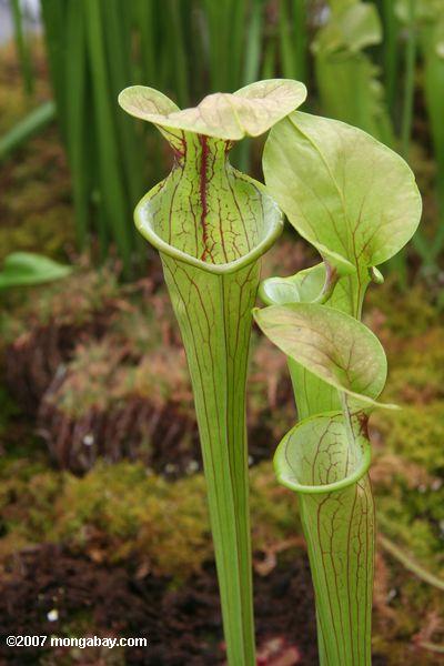 Yellow trumpet plants (Sarracenia flava) from the southeastern United States