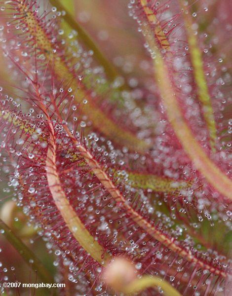 Closeup on the leaves and tentacles of the Red Sundew (Drosera capensis)