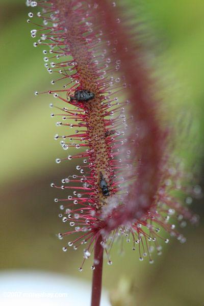 Red Sundew (Drosera capensis) with trapped insects