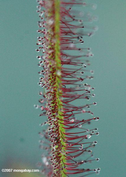 Closeup on the leaves and tentacles of the carnivorous Sundew (Drosera capensis)