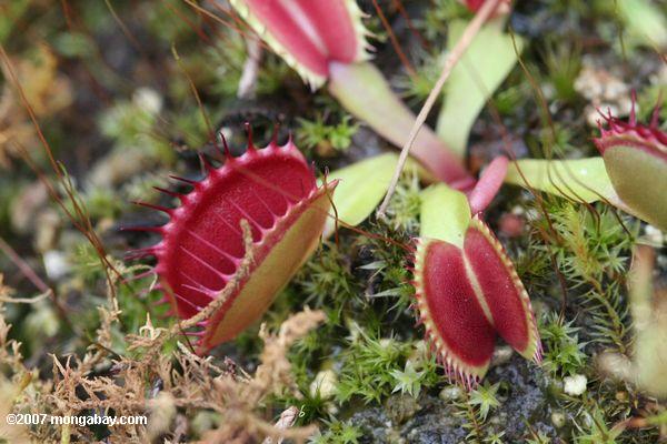 Open jaws of the Venus Fly Trap (Dionaea muscipula) form the southeastern United States