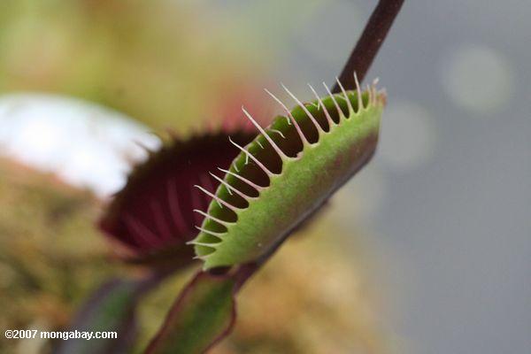 Closed snap trap of the Venus Fly Trap (Dionaea muscipula) form the southeastern United States