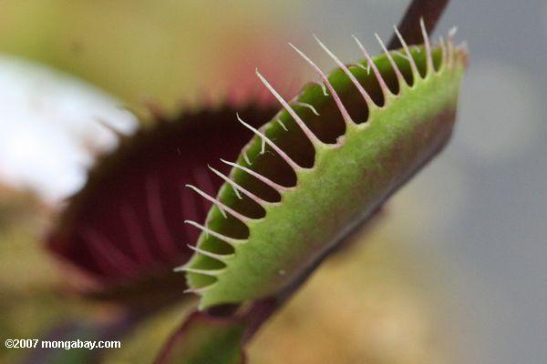 The snap traps of the Venus fly trap (Dionaea muscipula) close rapidly when triggered to trap prey between two lobes.