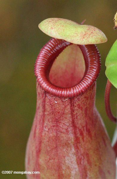 Mouth of a red Nepenthes pitcher plant from southeast Asia