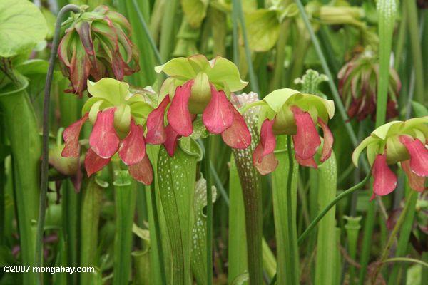 Flowers of the carnivorous American trumpet plant