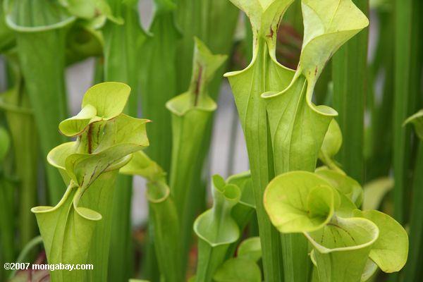 Canivorous yellow pitcher plants