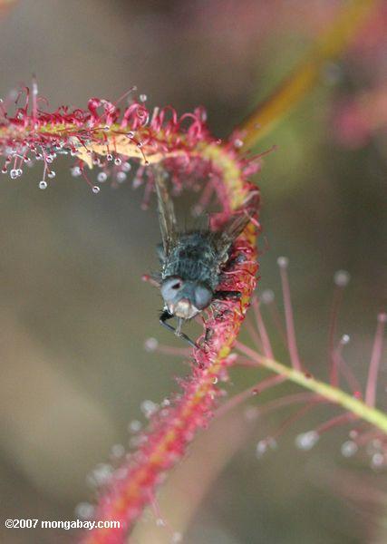 Fly caught in a red sundew (Drosera capensis), a carnivorous plant