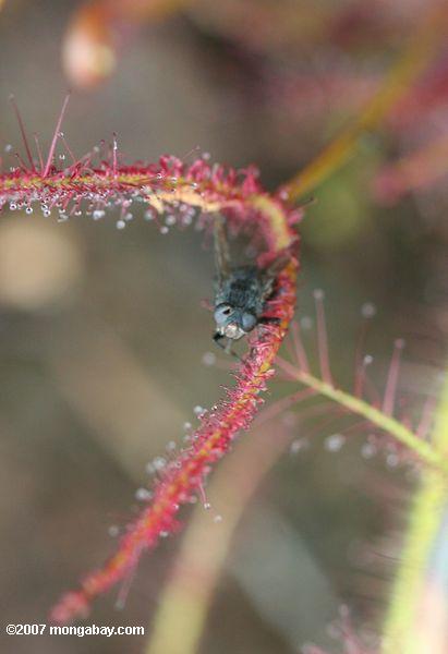 Fly caught in the sticky tentacles of a red sundew (Drosera capensis)